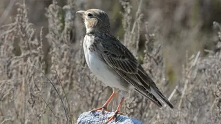 Calandra lark (Melanocorypha calandra) Γαλιάντρα