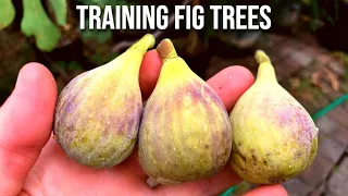 Pruning, Staking, Shaping & Training Fig Trees for Size Control & MORE Figs