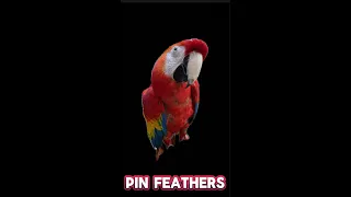 Preening my Scarlett Macaw’s pin feathers (Satisfying) #birds #macaw #cute #satisfying