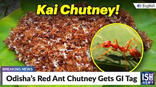 Odisha’s Red Ant Chutney Gets GI Tag | ISH News