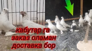 кабутарга заказ оламиз Андижанские  Ташкенские кабутарлар  сотувда #кабутар #голуби #pigeon