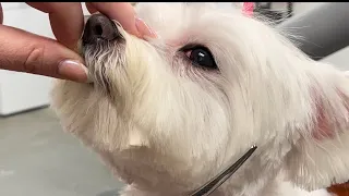 Grooming a Maltese (Part 2 of 2)