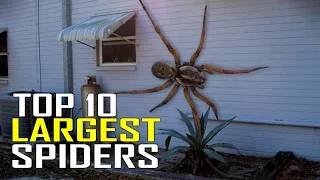 Top 10 World's Largest Giant Spiders in the World