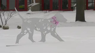 Exploring the February Snowfall in Plano