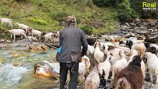 Nepali Mountain Village Life | Nepal | Sheep Shepherd Life | Shepherd Food | Real Nepali Life🇳🇵