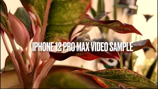 iPhone 12 Pro Max Video Sample 4k 24fps 30fps 60fps