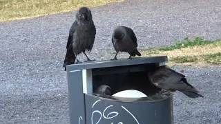 Jackdaws took control of a trash bin in the park (Finland)