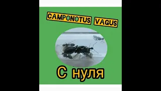 Муравьи Camponotus vagus колония с нуля