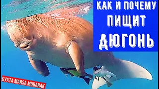 Как и почему пищит Дюгонь. How and why the Dugong squeaks. Marsa Mubarak bay. 10.2020