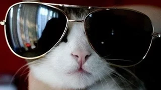 Funny Cats Compilation Part 14 (Смешные Кошки Подборка Часть 14)