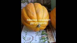 Дыня Эфиопка созрела!!!Дегустация!!!Melon tasting Ethiopian