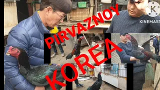 PRIVOZNOY KOREA HOROZLARI /ПРИВОЗНЙ КОРЁ ХОРОЗЛАР PRIVOZNOY KOREAN ROOSTER https://t.me/donyor9404