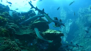 Whitetip reef sharks stalking their prey at Cocos Island, Costa Rica