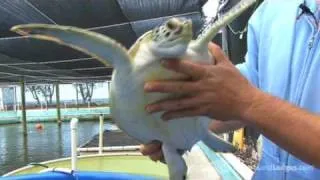 Turtle Hospital, Florida - Destination Video