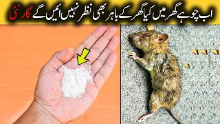 Get rid of mouse | quick rat killer trick | Rat trap | homemade rat  killer  remedies