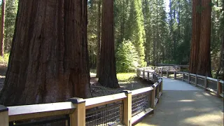 Yosemite's Mariposa Grove with giant sequoia trees reopens to public