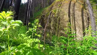 Regrowth after Eagle Creek fire in Cascade Locks