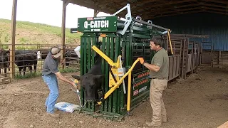 We Are Finally Using Our New Cattle Working Facility | Part 2 - Working The Cattle!