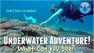 Underwater Adventure! What can YOU See? | Maddie Moate