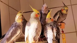 Pied Cockatiel Singing a lot Cockatiel whistling training Cockatiel parrot singing