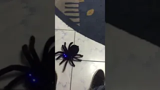 Tarantula toy