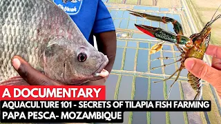 Documentary: Aquaculture 101- Discovering the Secrets of the Papa Pesca Tilapia Oasis in Mozambique