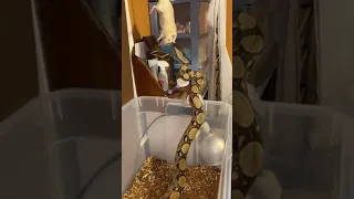 Boa Constrictor feeding