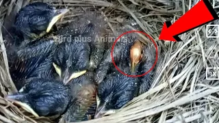 Immature Black Baby have extra bone || Bird Plus Animals