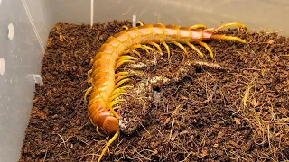 로부스타 청개구리 피딩 | Scolopendra sp "Robusta" | Robusta centipede | The biggest centipede of south america