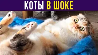 Приколы с котами. КОТЫ В ШОКЕ | Мемозг #412