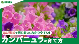 ☘187：カンパニュラの育て方｜長く花を咲かせるコツは？水やりや肥料などの管理方法もご紹介