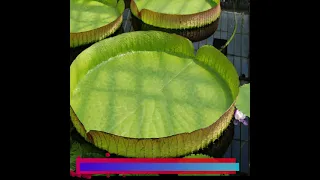 Did you know? Water lily leaf can float a child or even a lean adult. #shorts