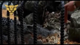 Top 10 Crocodile Attack And Kill Human Compilation interesting World   YouTube