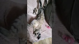 Благодатный сон сытого кота Толстика