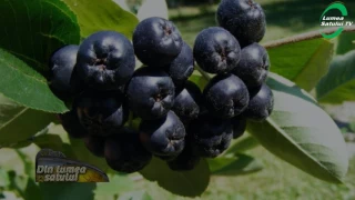 Cum se cultivă aronia