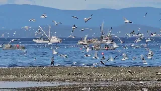 Seagulls Excited to Get at the Herring #nature #ocean #vancouverisland #pacific #vanisle #fishing