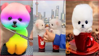 Tik Tok Chó Phốc Sóc Mini 😍 Funny and Cute Pomeranian #92