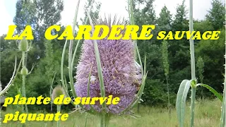 LA CARDERE sauvage, plante de survie piquante