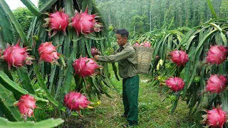 Planting bonsai in front of the house, harvesting dragon fruit bringing it to the market to sell 83