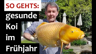 Koihaltung im Frühjahr: So vermeidet ihr Krankheiten im Teich