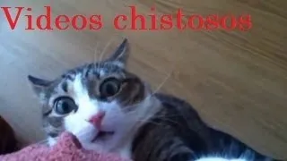 Videos de Risa - Animales - Perros y Gatos Chistosos