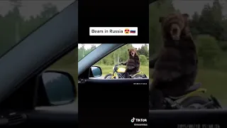 Osos de Finlandia vs. Osos de Rusia. Россия Финляндия