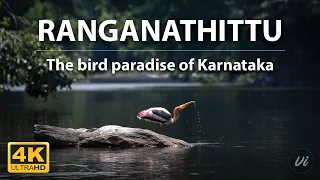 Feathers and Flights: Capturing the Beauty of Birds at Ranganathittu 4K
