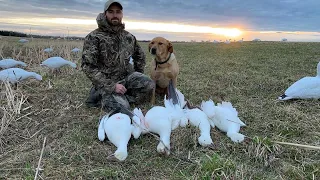 Passe à l'oie blanche en fin d'après midi /snow geese hunting  2024