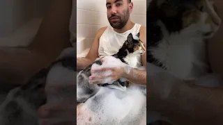 Cat dad enjoys bubble bath with his cats #shorts