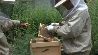 Schwere Geburt: So kommen Bienen zur Welt