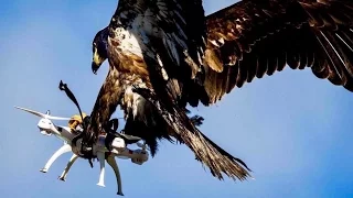 French Army Trains Eagles To Kill Enemy Drones