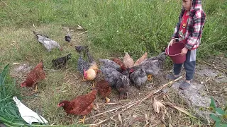 Gallinas Alimentadas con Maíz y Pasto Maralfalfa en módulo HOrganiFrut