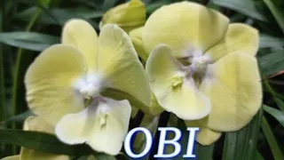 №835/ КРАСИВЫЕ, свежие ОРХИДЕИ в OBI.