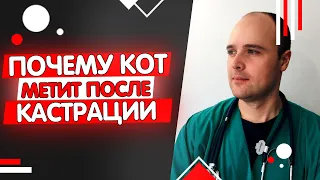 Почему кот метит после кастрации, основные причины